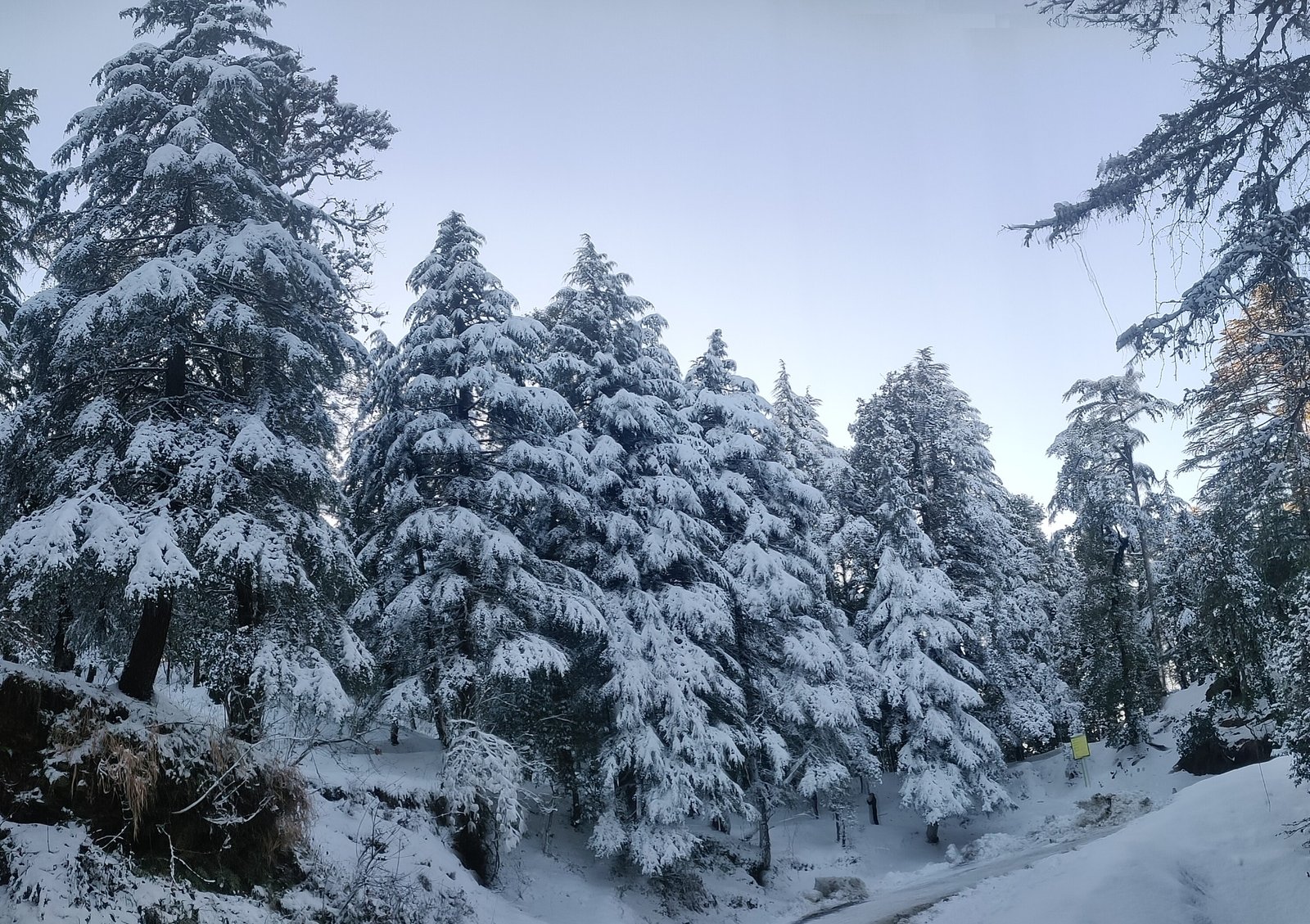 Snow Forest